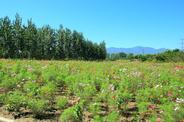 北京最好的草原湿地公园,北京的湿地公园都有哪些