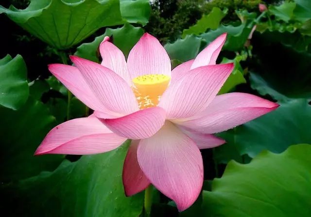 美肤植物,植物百科仿生植物