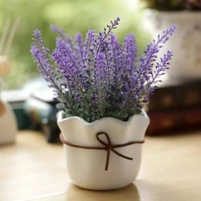 美肤植物,植物百科仿生植物