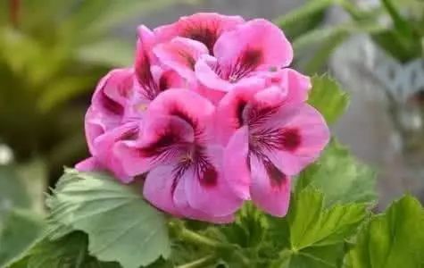 美肤植物,植物百科仿生植物