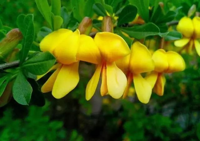 美肤植物,植物百科仿生植物