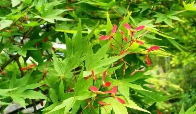 植物鸡爪槭,鸡爪槭盆景养护