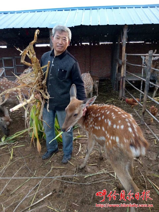 阿荣旗养鹿场,崔志国巴彦