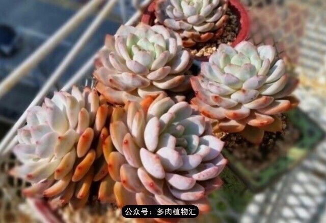 只有见过韩国肉友的阳台，才知道什么叫做物尽其用！