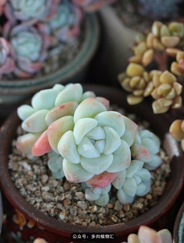 只有见过韩国肉友的阳台，才知道什么叫做物尽其用！