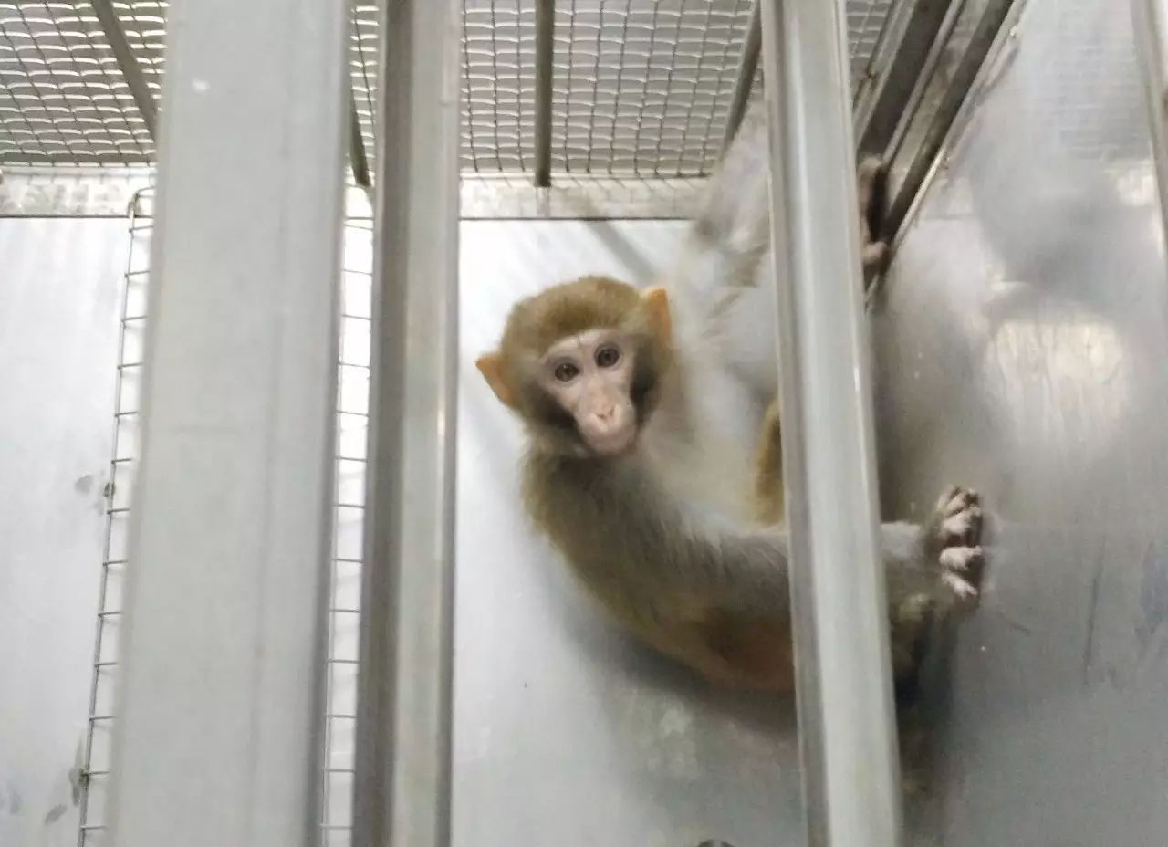 这是一场特殊的葬礼,这是一场特殊的婚礼看哭了数万人