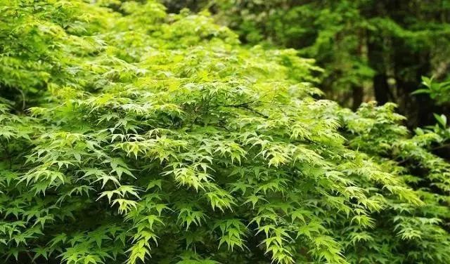 植物鸡爪槭,鸡爪槭盆景养护