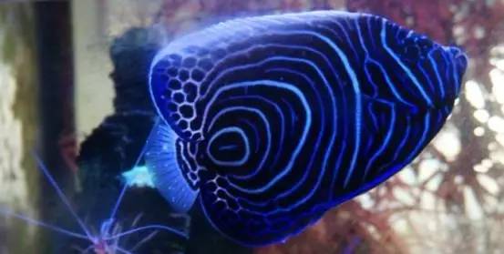 海水盐度降低可以治小白点吗,海水白点虫多少温度能杀死