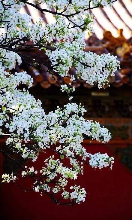 养生音乐56首免费下载,失传已久的56首养生曲视频