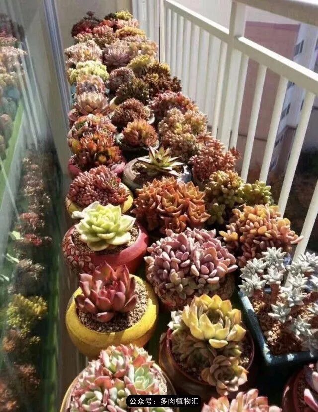 只有见过韩国肉友的阳台，才知道什么叫做物尽其用！