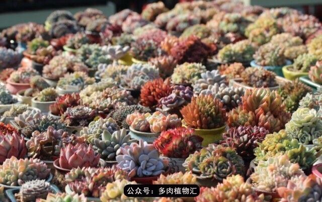 只有见过韩国肉友的阳台，才知道什么叫做物尽其用！