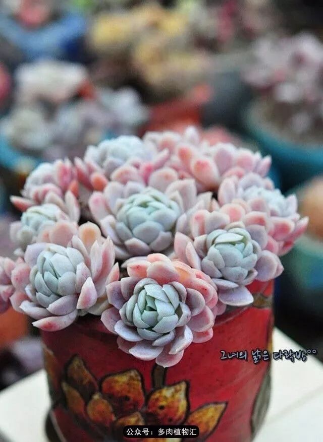 只有见过韩国肉友的阳台，才知道什么叫做物尽其用！