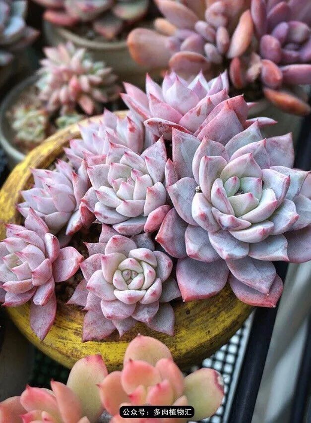 只有见过韩国肉友的阳台，才知道什么叫做物尽其用！