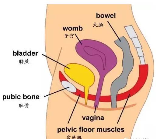 怎样找到你的盆底肌 (如何拥有一个强壮的盆底肌)