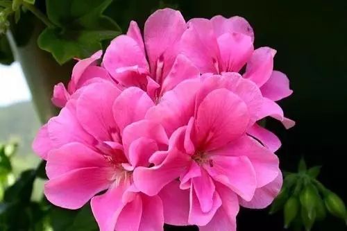 美肤植物,植物百科仿生植物