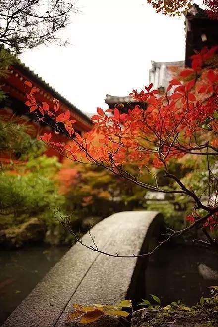 养生音乐56首免费下载,失传已久的56首养生曲视频