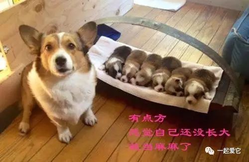 养宠知识长视频,新生犬0-1个月护理