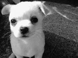 「哏儿都萌宠」——狗狗向你求救的信号，一定要关注