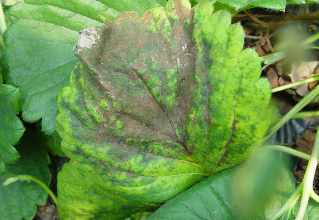 草莓缺素高清详解收藏版,草莓缺素高清详解