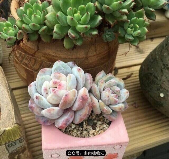 只有见过韩国肉友的阳台，才知道什么叫做物尽其用！