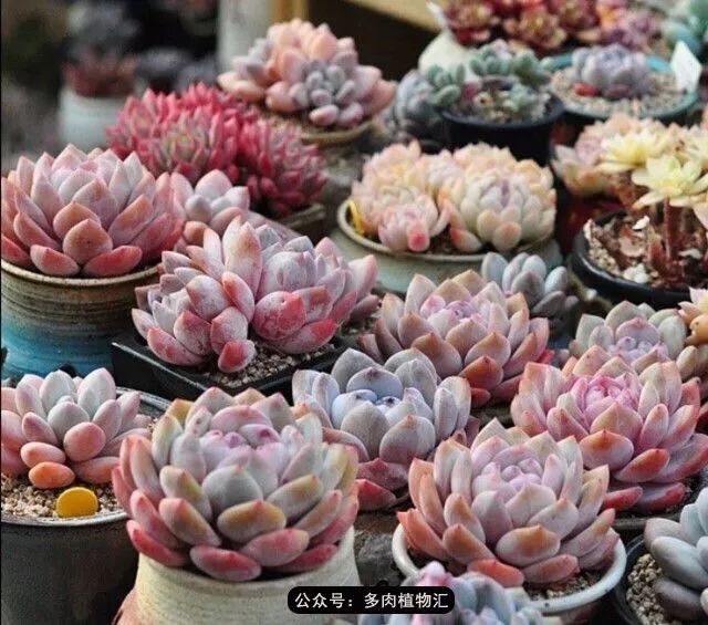 只有见过韩国肉友的阳台，才知道什么叫做物尽其用！