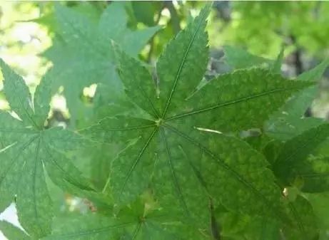 植物鸡爪槭,鸡爪槭盆景养护