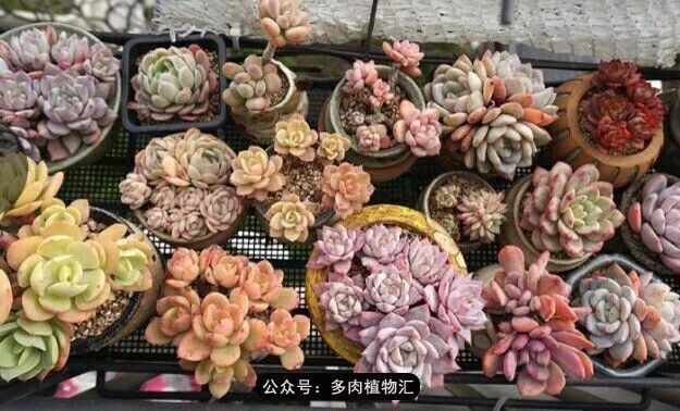 只有见过韩国肉友的阳台，才知道什么叫做物尽其用！