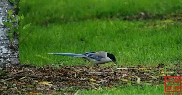 北京最好的草原湿地公园,北京的湿地公园都有哪些