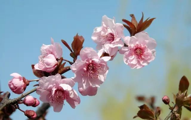 美肤植物,植物百科仿生植物