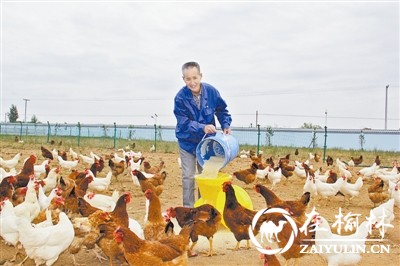 神木中鸡镇乡村振兴,中鸡镇纳林沟村工业园区