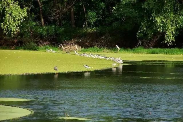 北京最好的草原湿地公园,北京的湿地公园都有哪些