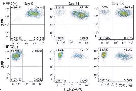 her2最新临床进展,nature杂志什么水平能看懂