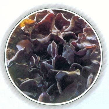 延边特产适合送人的食品,延边值得买的东西清单