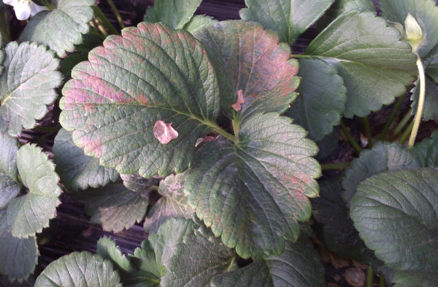 草莓缺素高清详解收藏版,草莓缺素高清详解