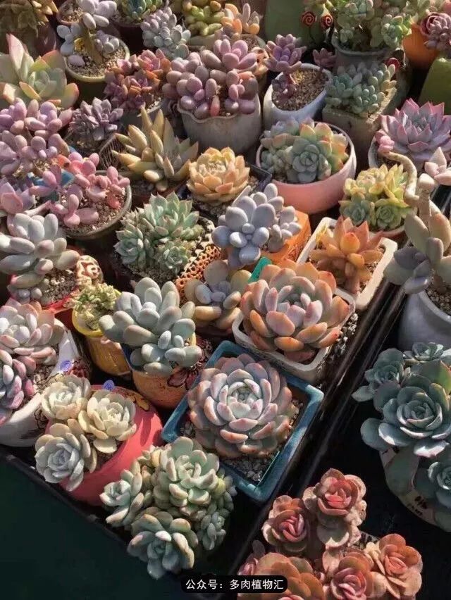 只有见过韩国肉友的阳台，才知道什么叫做物尽其用！