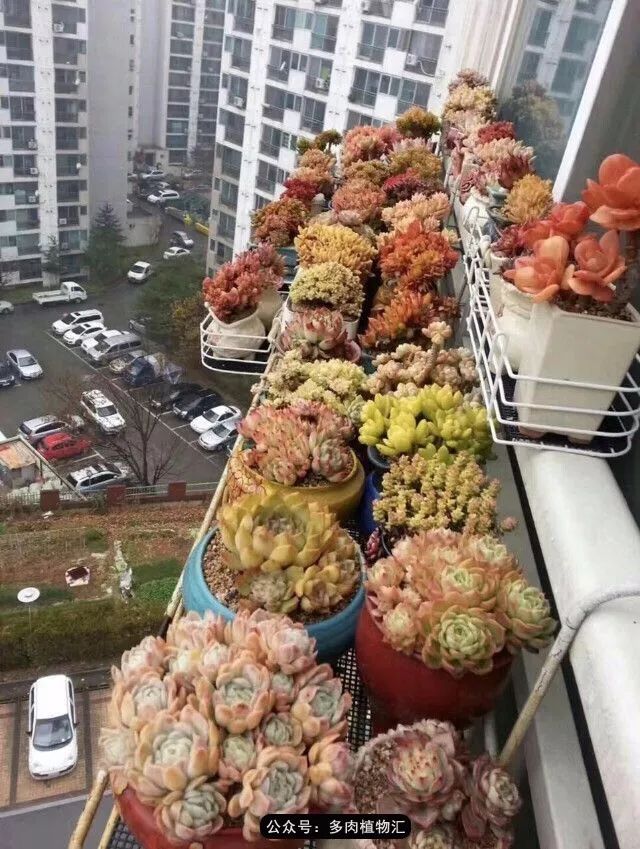 只有见过韩国肉友的阳台，才知道什么叫做物尽其用！