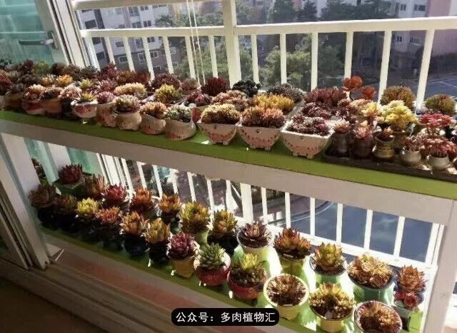 只有见过韩国肉友的阳台，才知道什么叫做物尽其用！