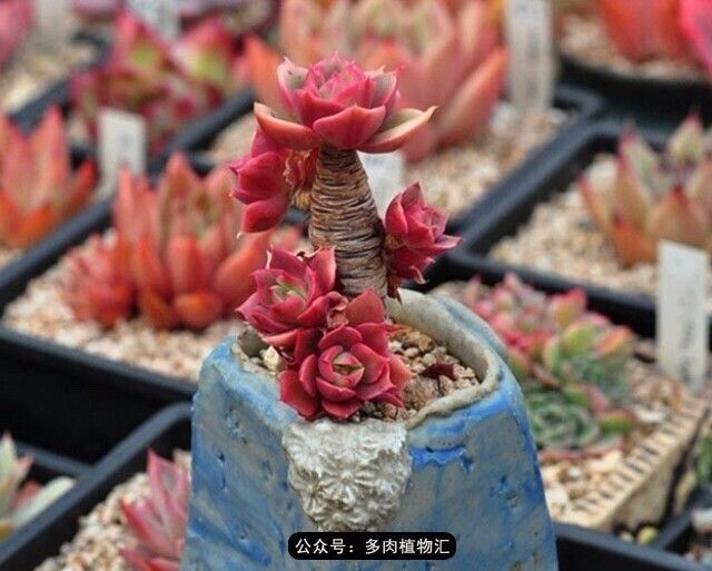 只有见过韩国肉友的阳台，才知道什么叫做物尽其用！