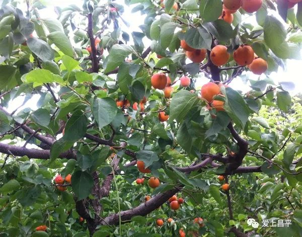 北京昌平十三陵民宿推荐,昌平民宿独立小院20人