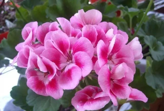 美肤植物,植物百科仿生植物