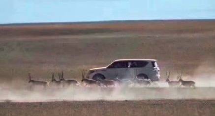 藏羚羊随处可见,藏羚羊可以看到吗