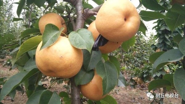 封丘潘店村：晚秋黄梨惹人醉