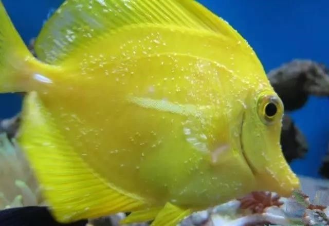 海水盐度降低可以治小白点吗,海水白点虫多少温度能杀死