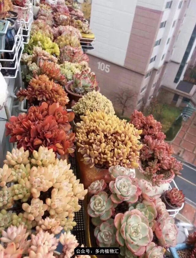 只有见过韩国肉友的阳台，才知道什么叫做物尽其用！