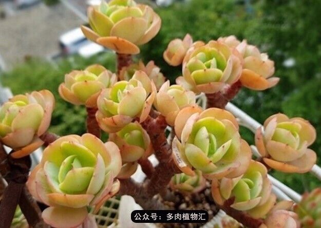 只有见过韩国肉友的阳台，才知道什么叫做物尽其用！