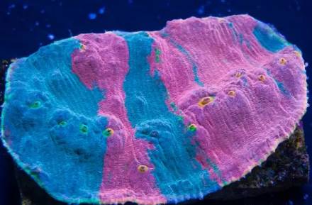 红单苞珊瑚可以嫁接吗,珊瑚树可以嫁接什么