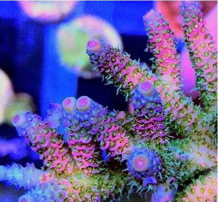 红单苞珊瑚可以嫁接吗,珊瑚树可以嫁接什么