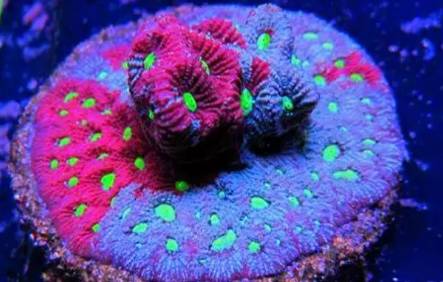 红单苞珊瑚可以嫁接吗,珊瑚树可以嫁接什么