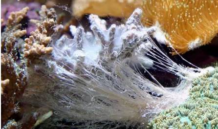 红单苞珊瑚可以嫁接吗,珊瑚树可以嫁接什么