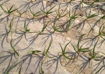 大蒜苗后除草用乙草胺行不行,大蒜苗后除草用哪些药效果好